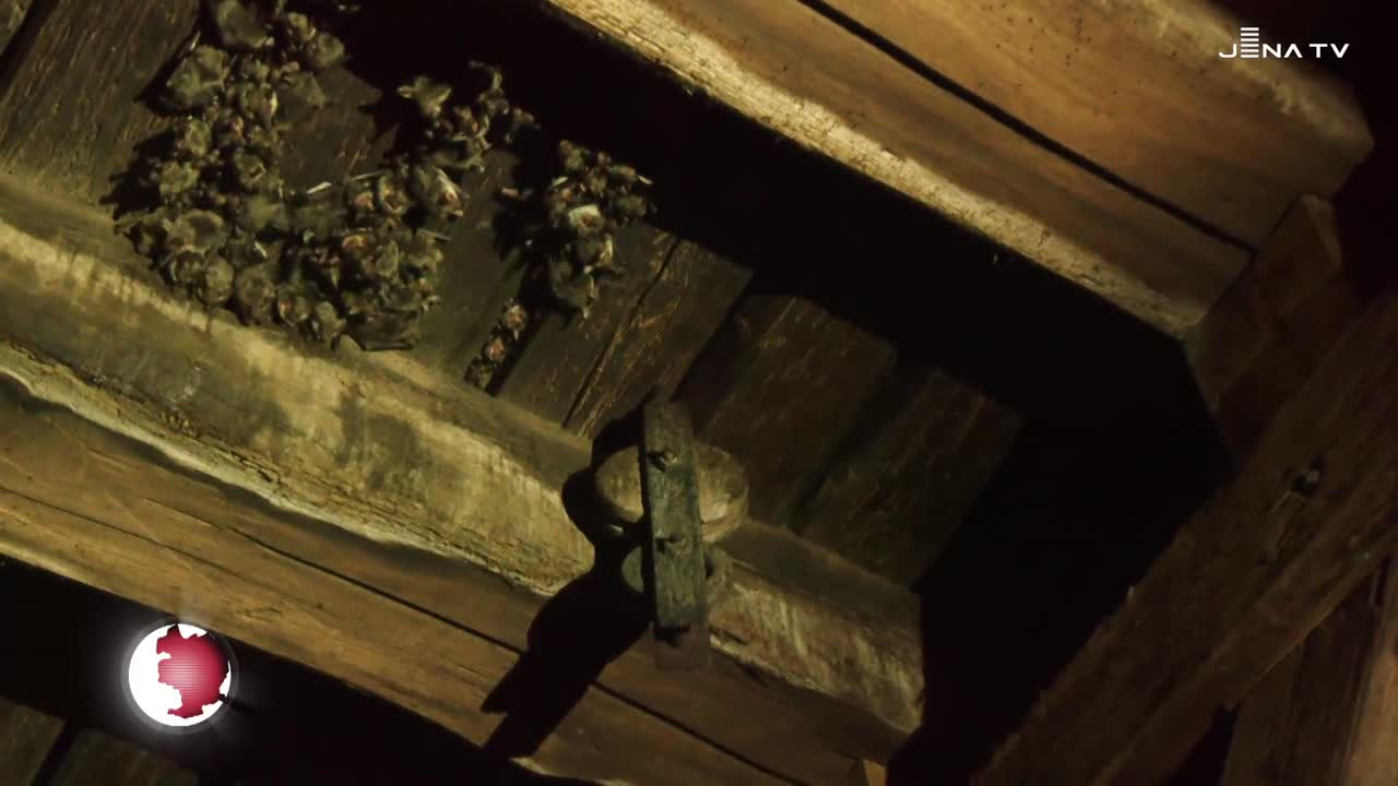 Freiwilligentag – Fledermausquartiere in Stadtkirche Kahla gereinigt