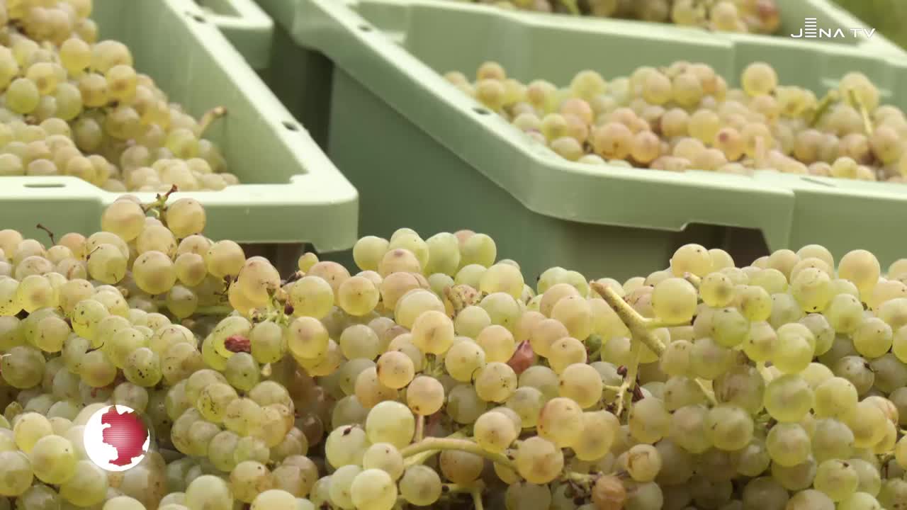 Weinlese – Weißburgunder am Käuzchenberg geerntet