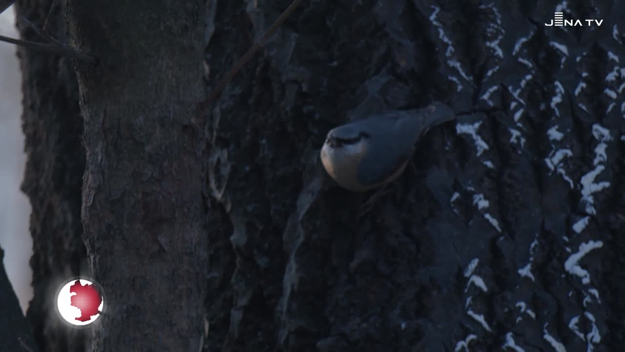 Vogelzählung – NABU ruft am Wochenende zur „Stunde der Wintervögel“ auf