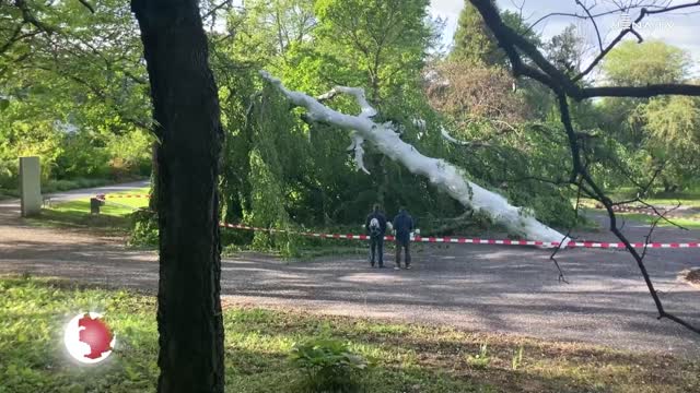 Trauerbuche im Botanischen Garten umgestürzt 