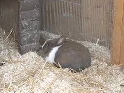 hase hase