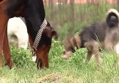 http://www.riesa-tv.de/nachrichten/Riesas_Hunde_haben_eigene_Wiese-2514.html