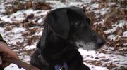 Tiere suchen ein Zuhause