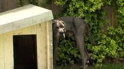 Tiere suchen ein Zuhause