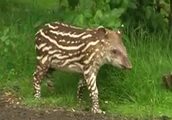 Tapir-Nachwuchs bei Hagenbeck