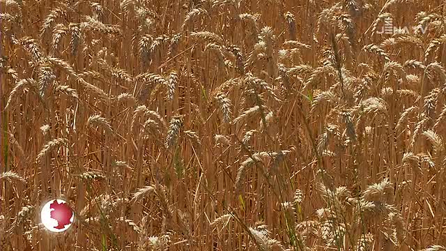 Schlechte Ernte: Das Agrarunternehmen „Wöllmisse“ kommt mit einem blauen Auge davon