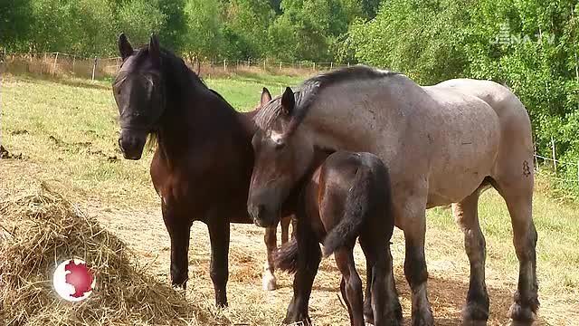 Situation verbessern: Der Pferdeschutzhof Saara hat mit angespannten Futterumständen zu kämpfen
