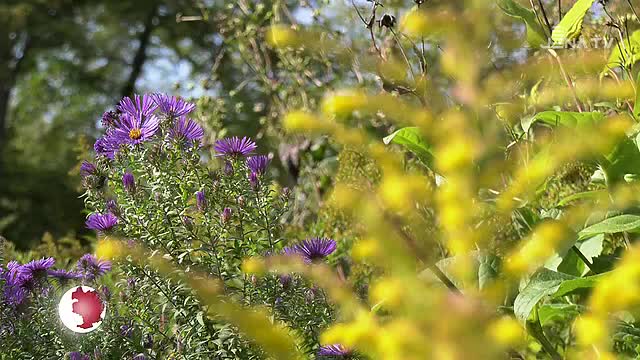 Herbst im Botanischen Garten: Die Vorbereitungen für die kalte Jahreszeit haben begonnen 