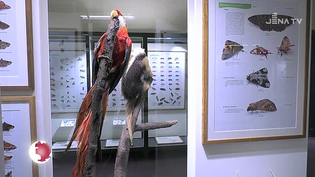 Mondvögel im Museum: Eine Sonderausstellung entführt in die Regenwälder Costa Ricas