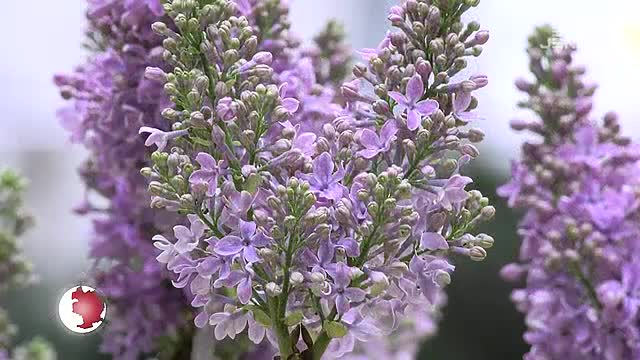 Frühlingserwachen: In der Goethe Galerie lädt die Frühlingsausstellung zum Verweilen ein