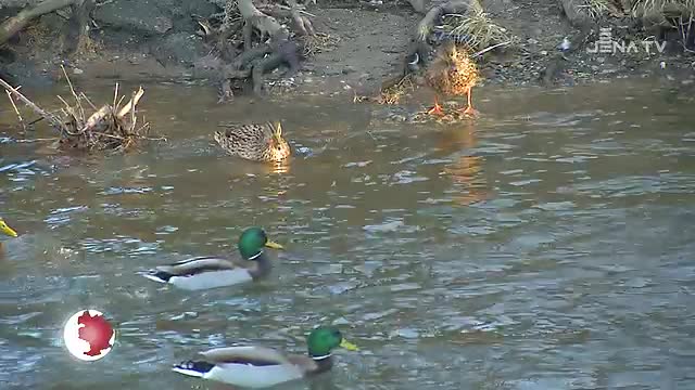 Frühlingsgefühle: Die Sonne der vergangenen Tage ließ die Natur sprießen 