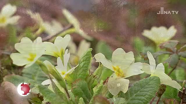 Frühling am Start: Im Botanischen Garten strecken sich viele Frühblüher der Sonne entgegen