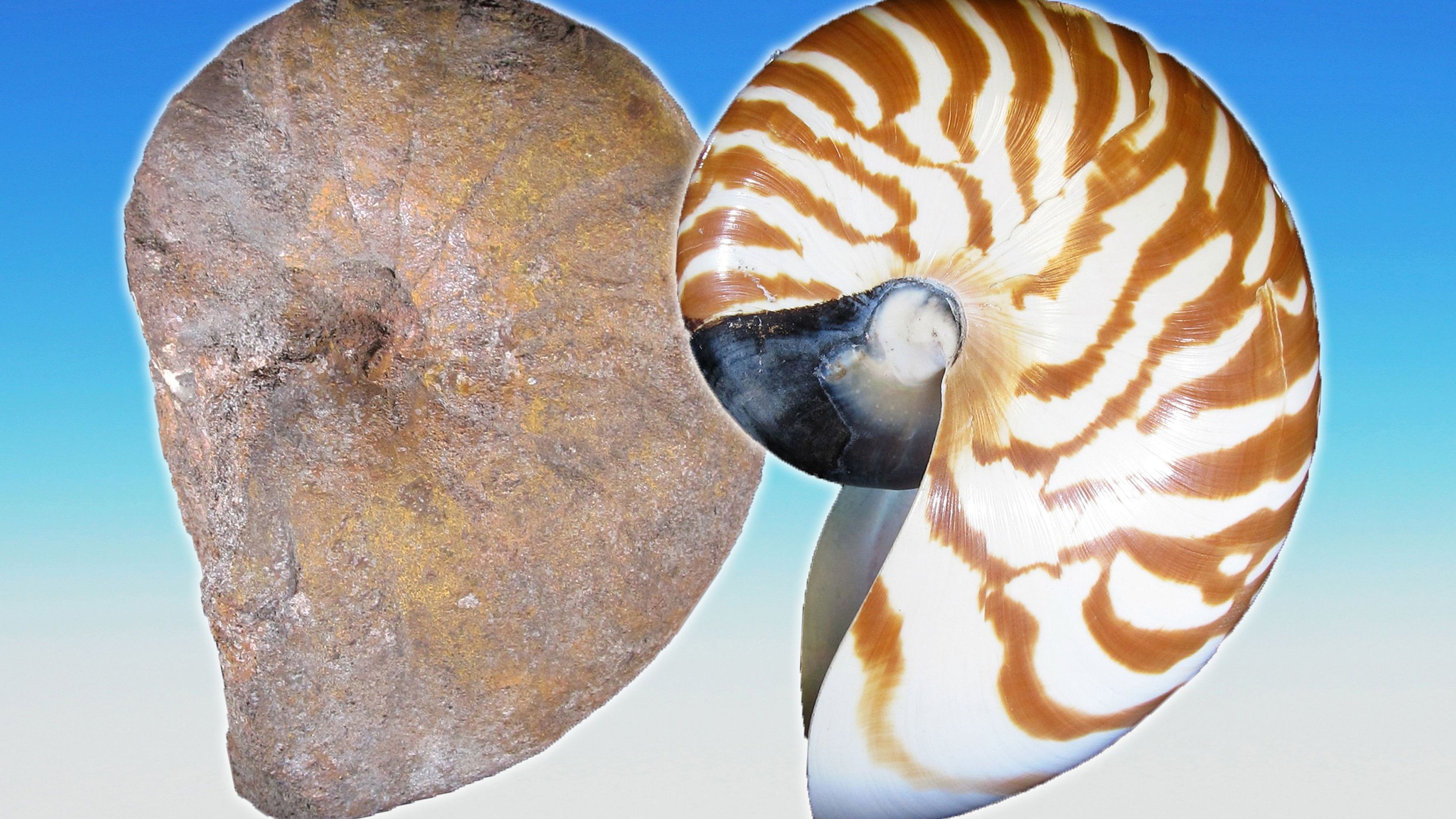 Neue Kabinettausstellung im Naturkundemuseum