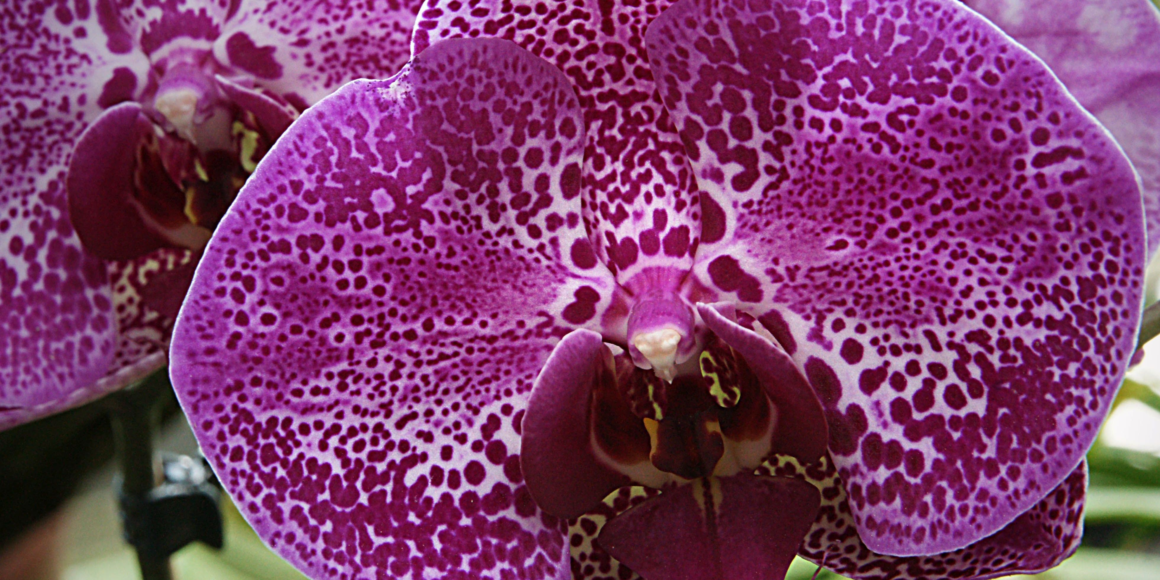 Pflanzen-Raritätenbörse im Botanischen Garten