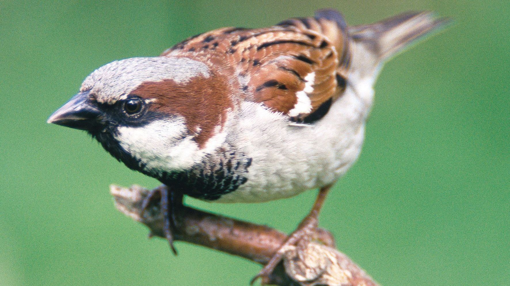 Spatz flatterte in Thüringen an die Spitze