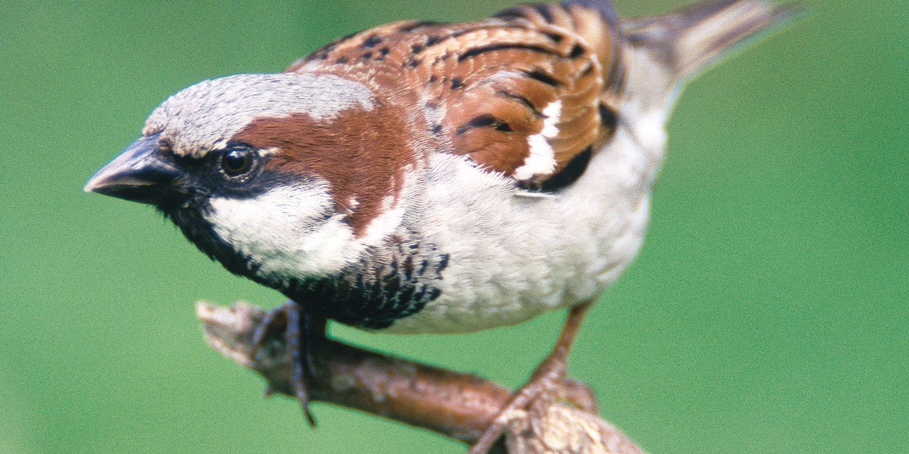 Spatz flatterte in Thüringen an die Spitze