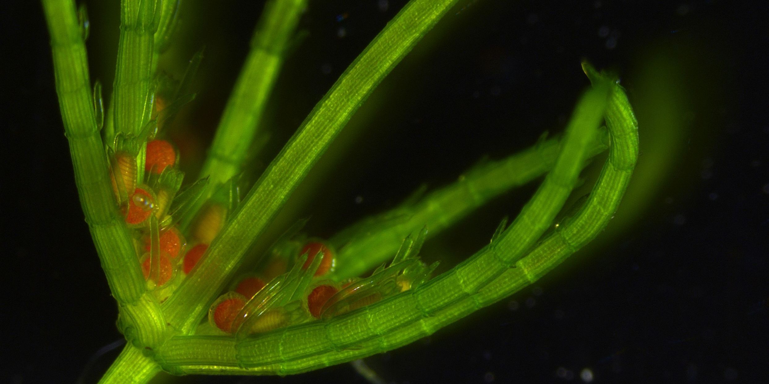 Forschungen zu Genmerkmalen von Algen  