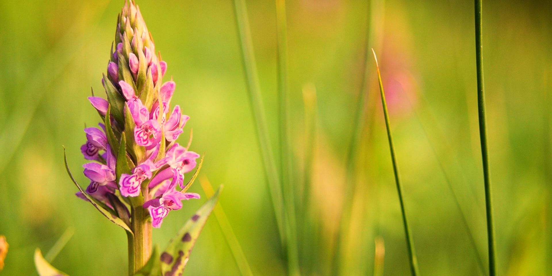 Jenaer Filmemacher mit Orchideen-Doku erfolgreich