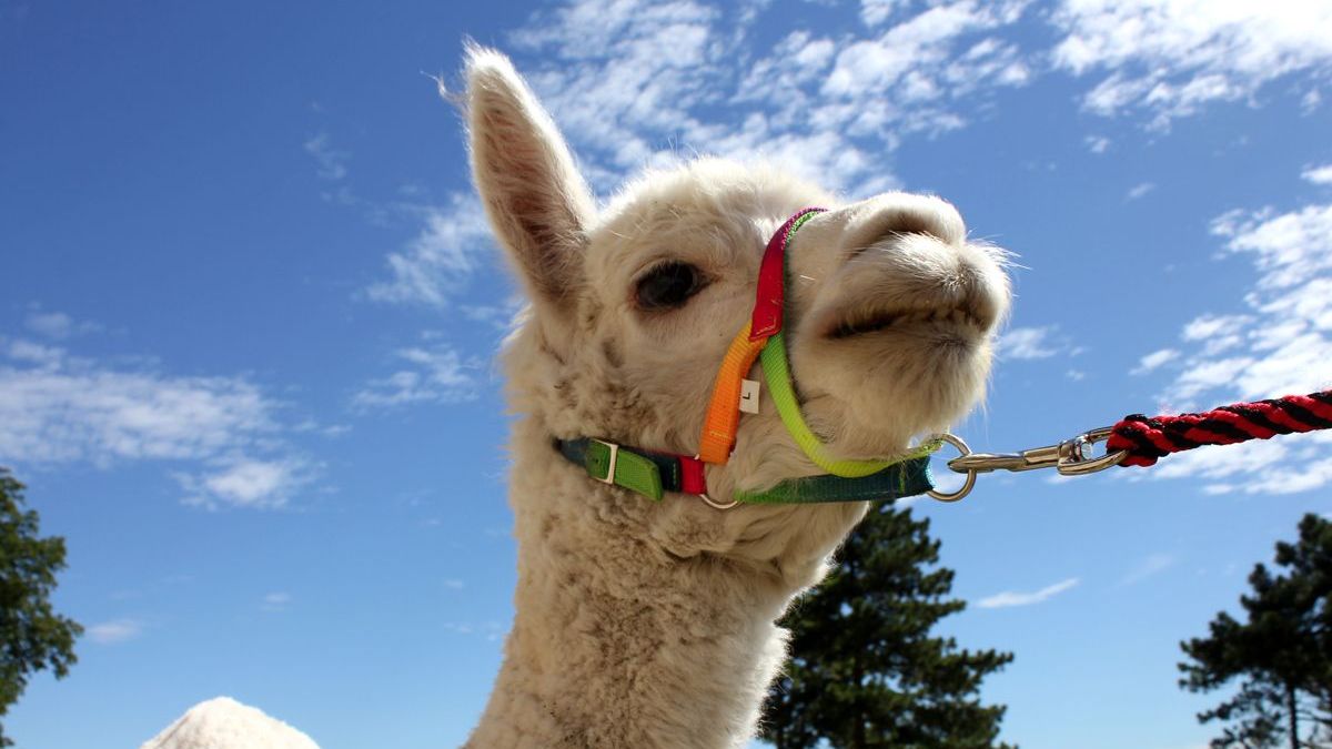 Sommerferien auf der Leuchtenburg