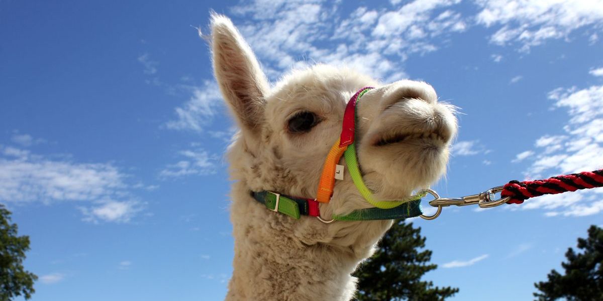Sommerferien auf der Leuchtenburg Sommerferien auf der Leuchtenburg