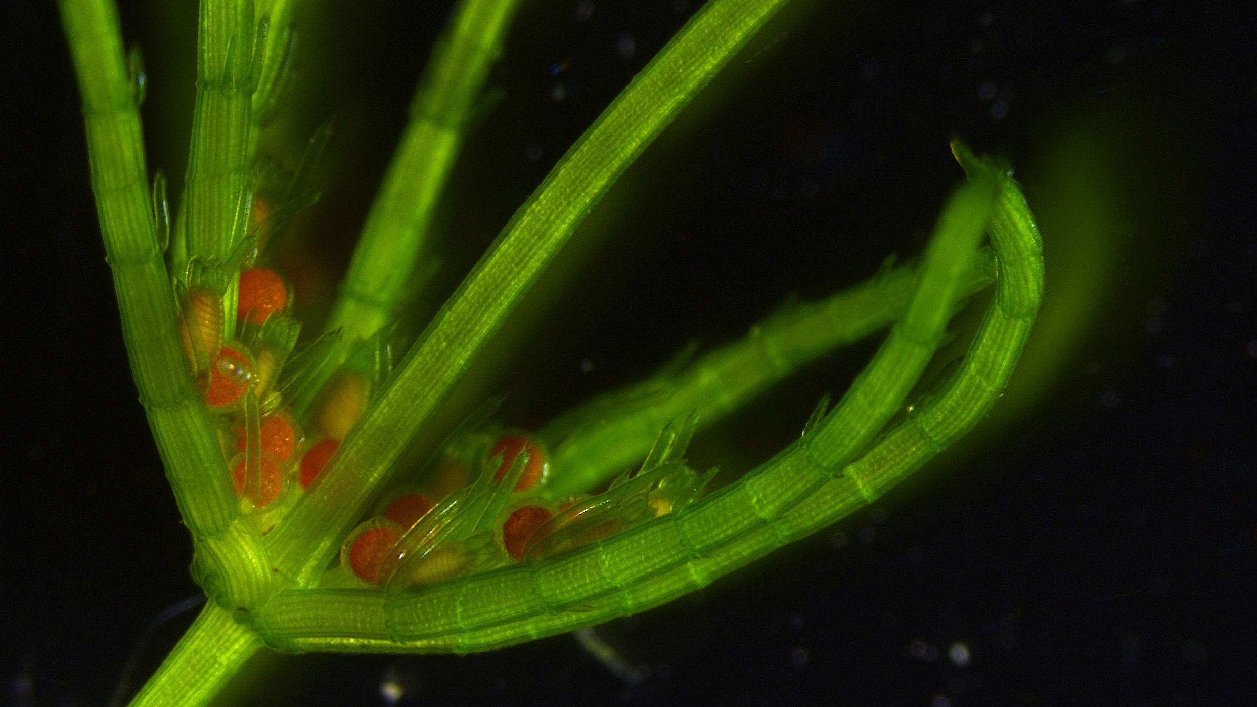 Forschungen zu Genmerkmalen von Algen  