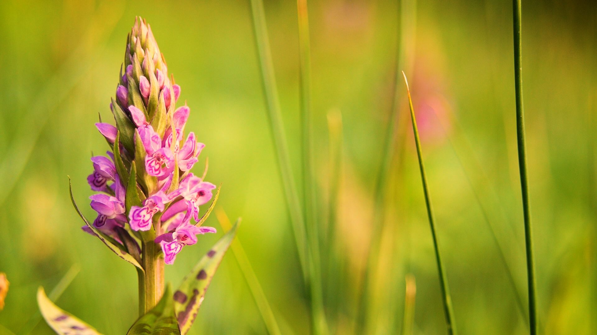 Jenaer Filmemacher mit Orchideen-Doku erfolgreich