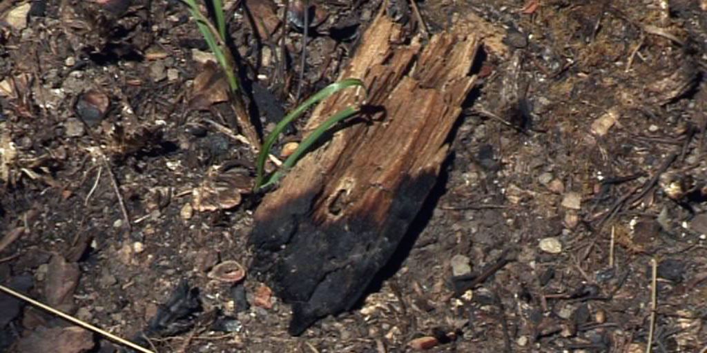 Warnung vor akuter Waldbrandgefahr