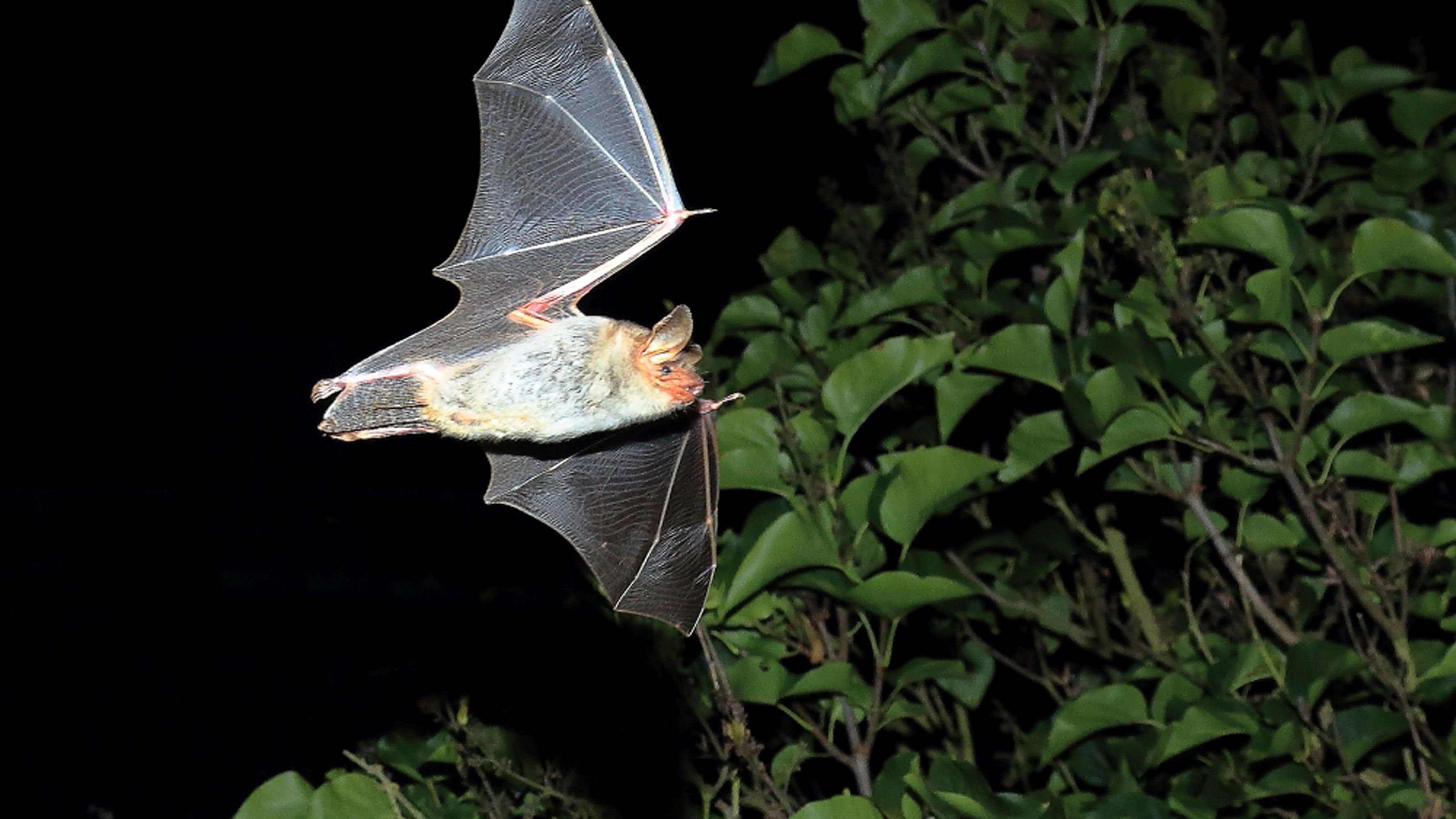 22. Internationalen Fledermausnacht in Thüringen