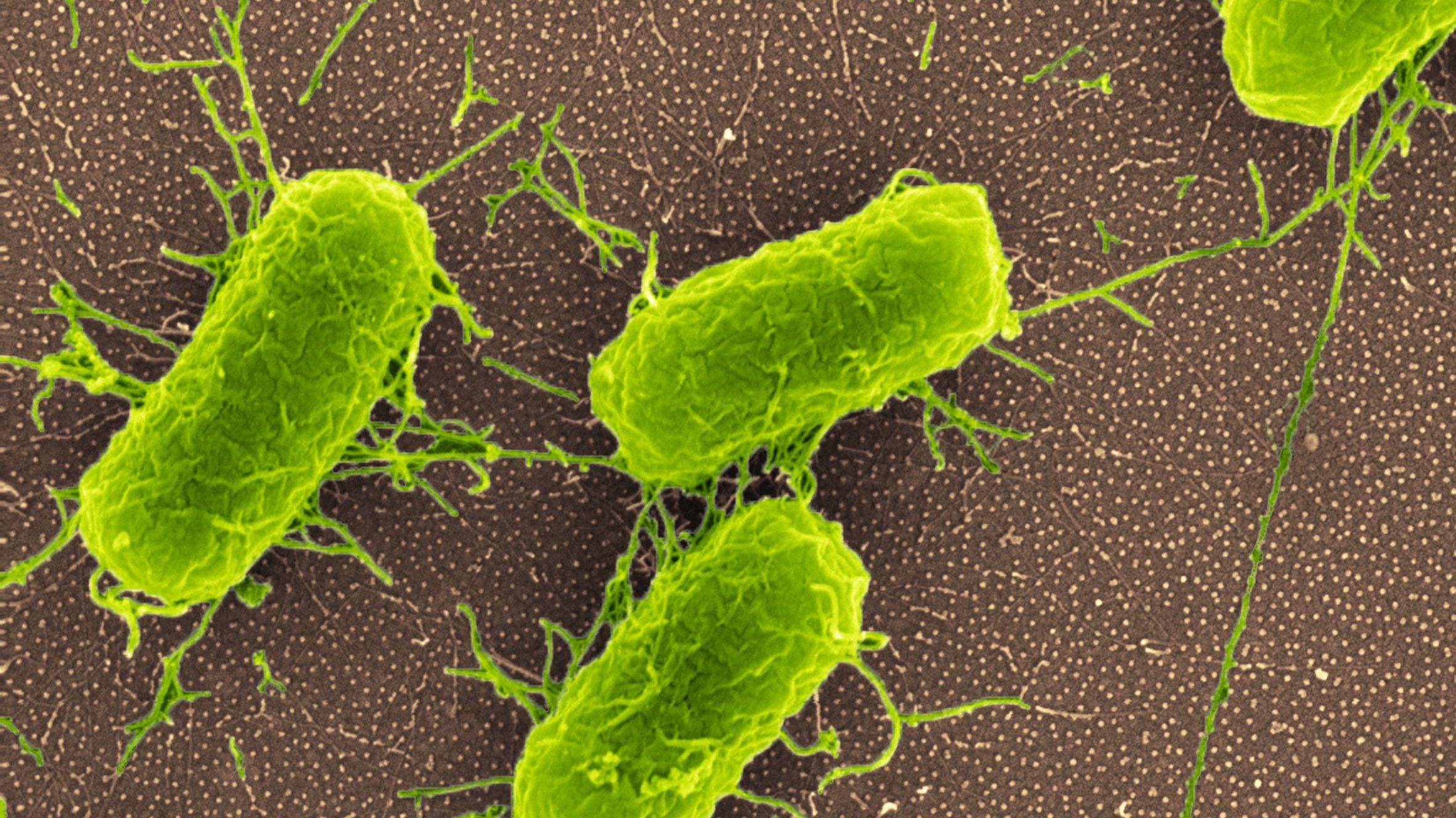 Unerwünschte Passagiere in Flugzeugen entdeckt