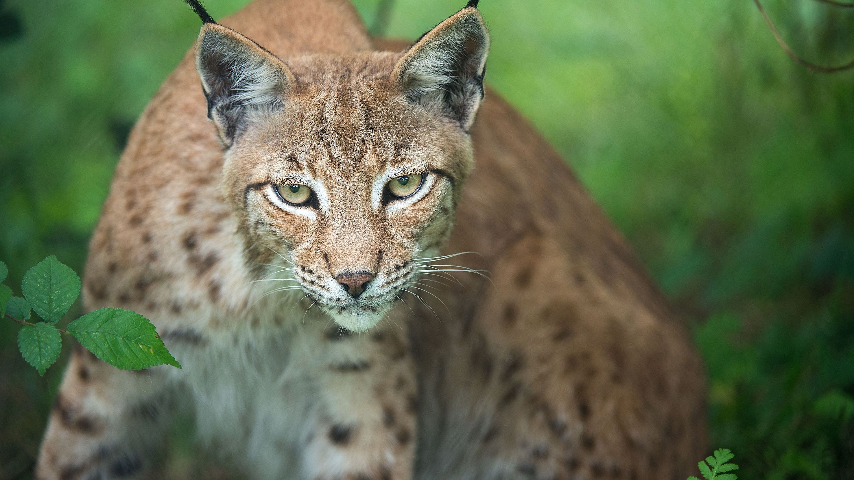 Immer noch viel zu wenige Luchse