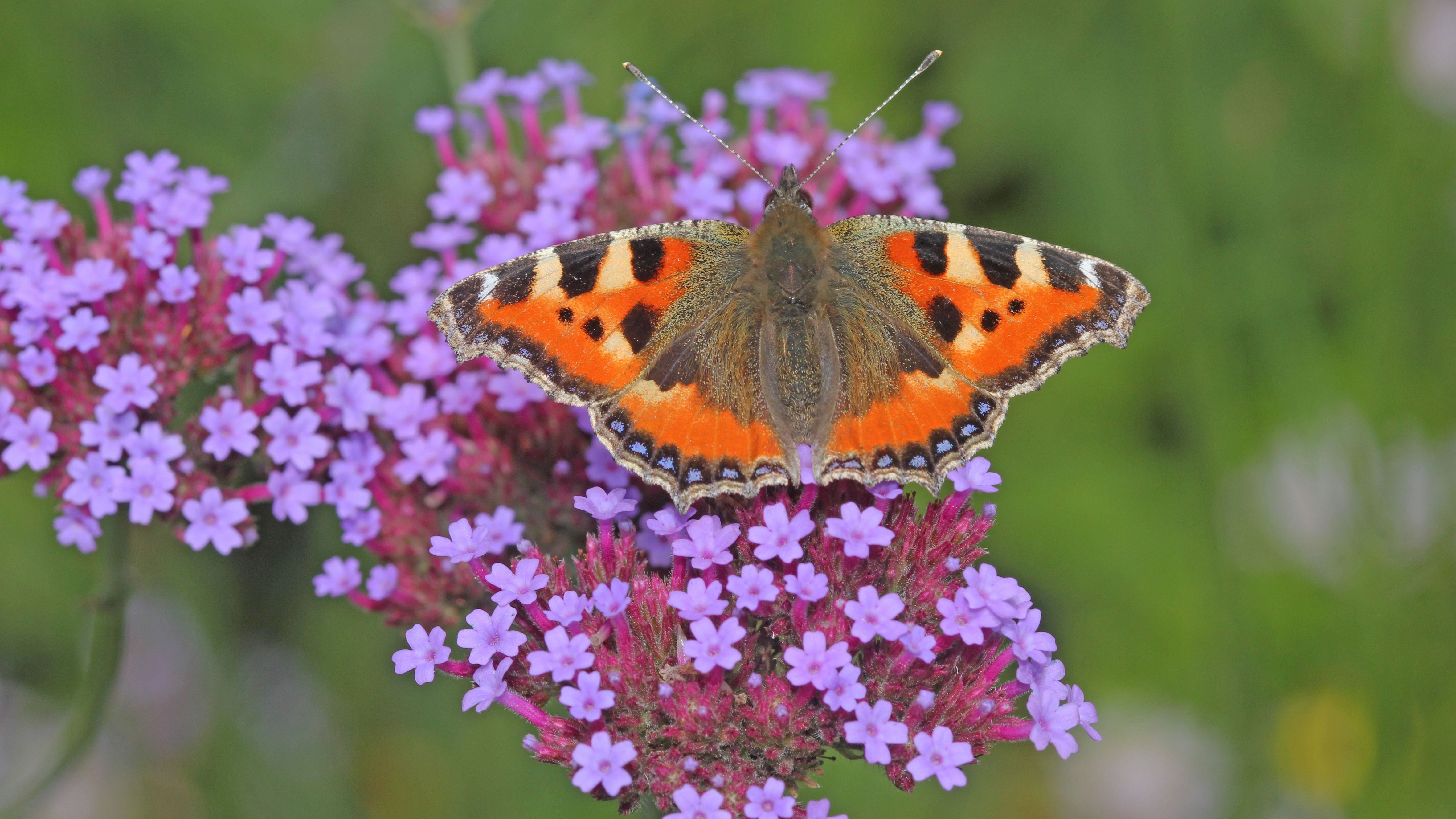 2. Runde beim Insektensommer
