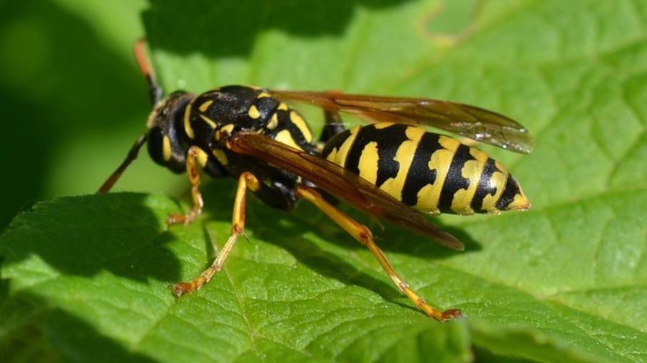 NABU Thüringen rät zur Gelassenheit beim Entdecken von Wespennestern