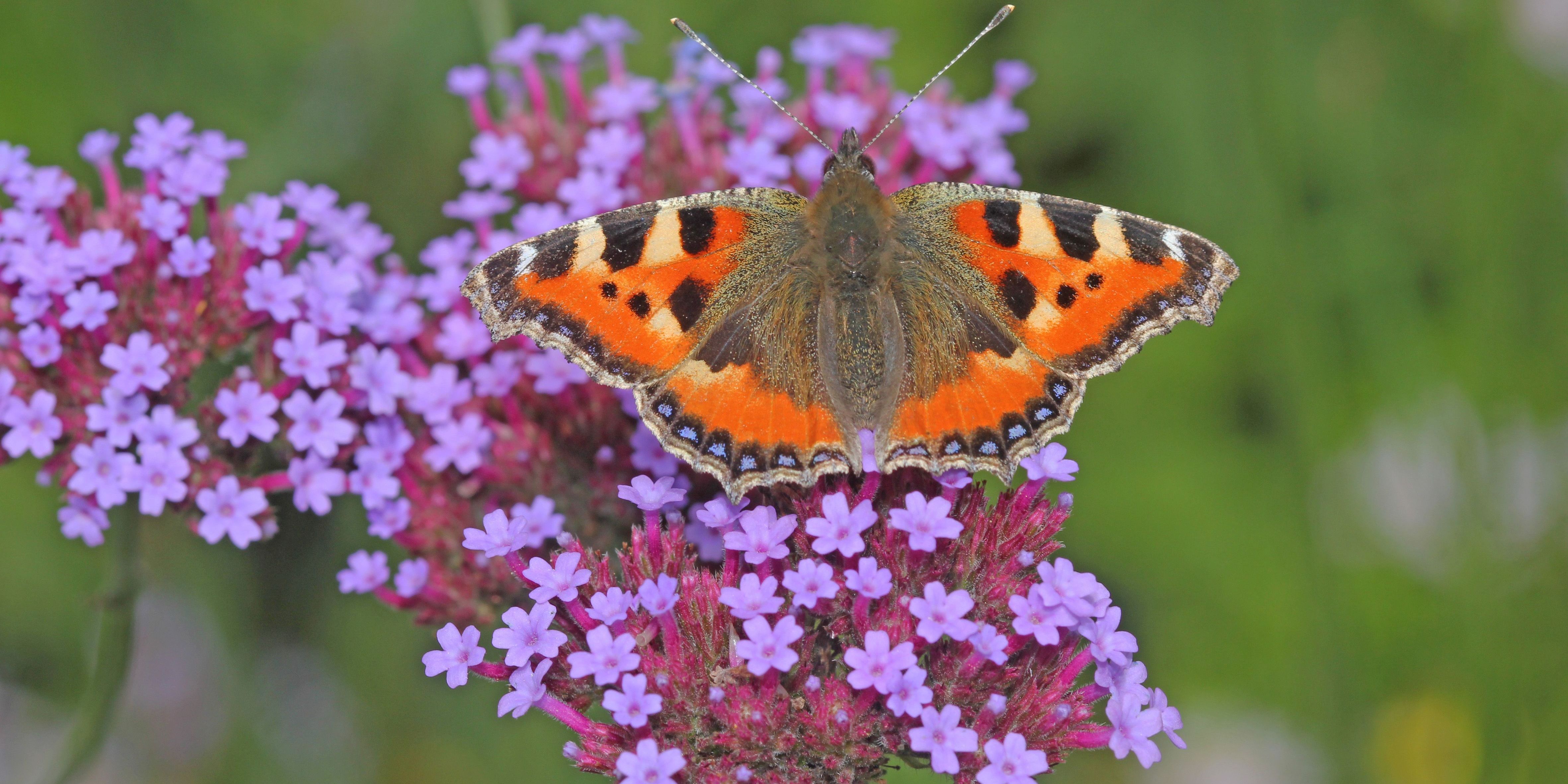 2. Runde beim Insektensommer