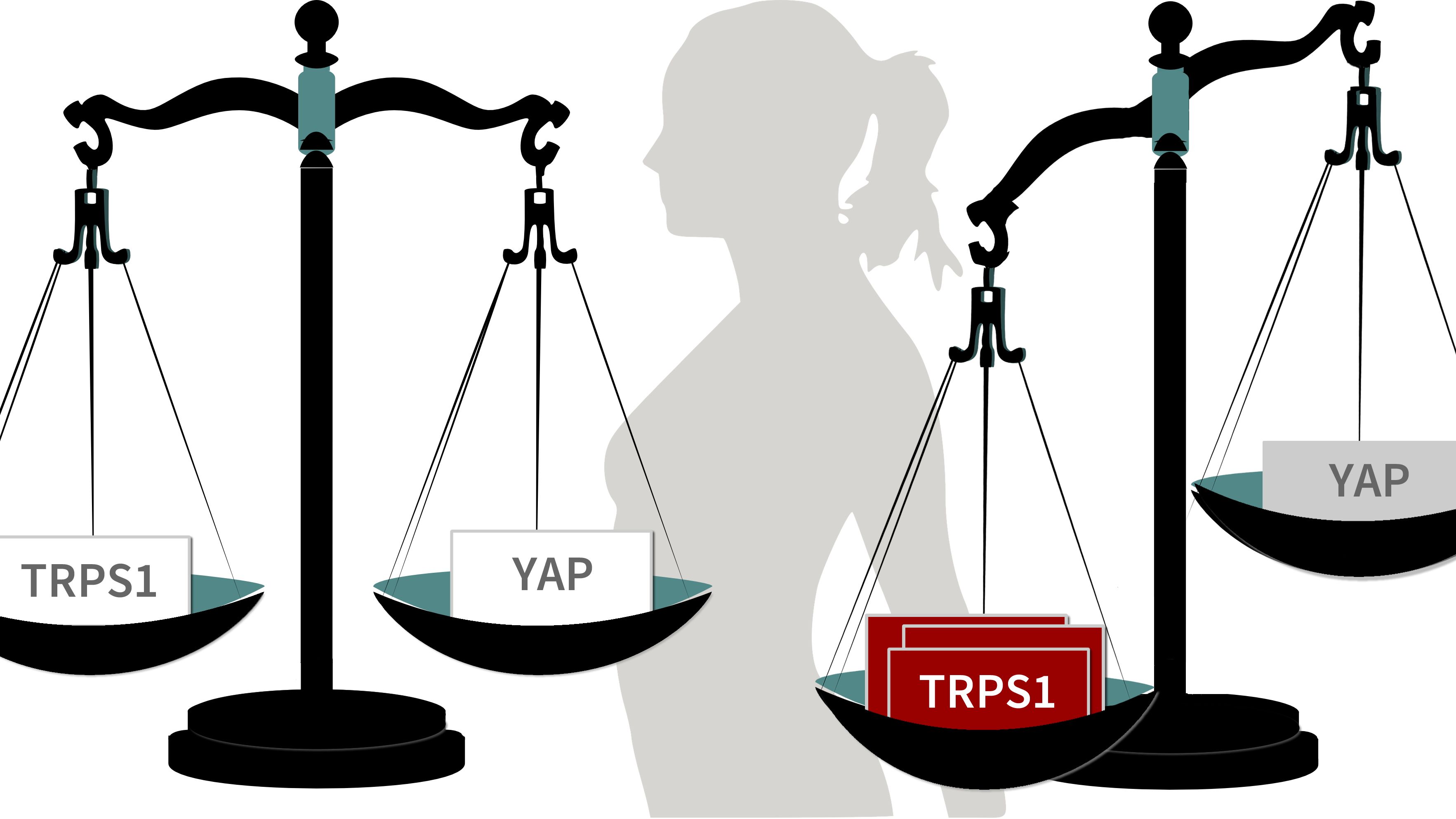 Neu entdecktes Protein soll Tumorwachstum senken