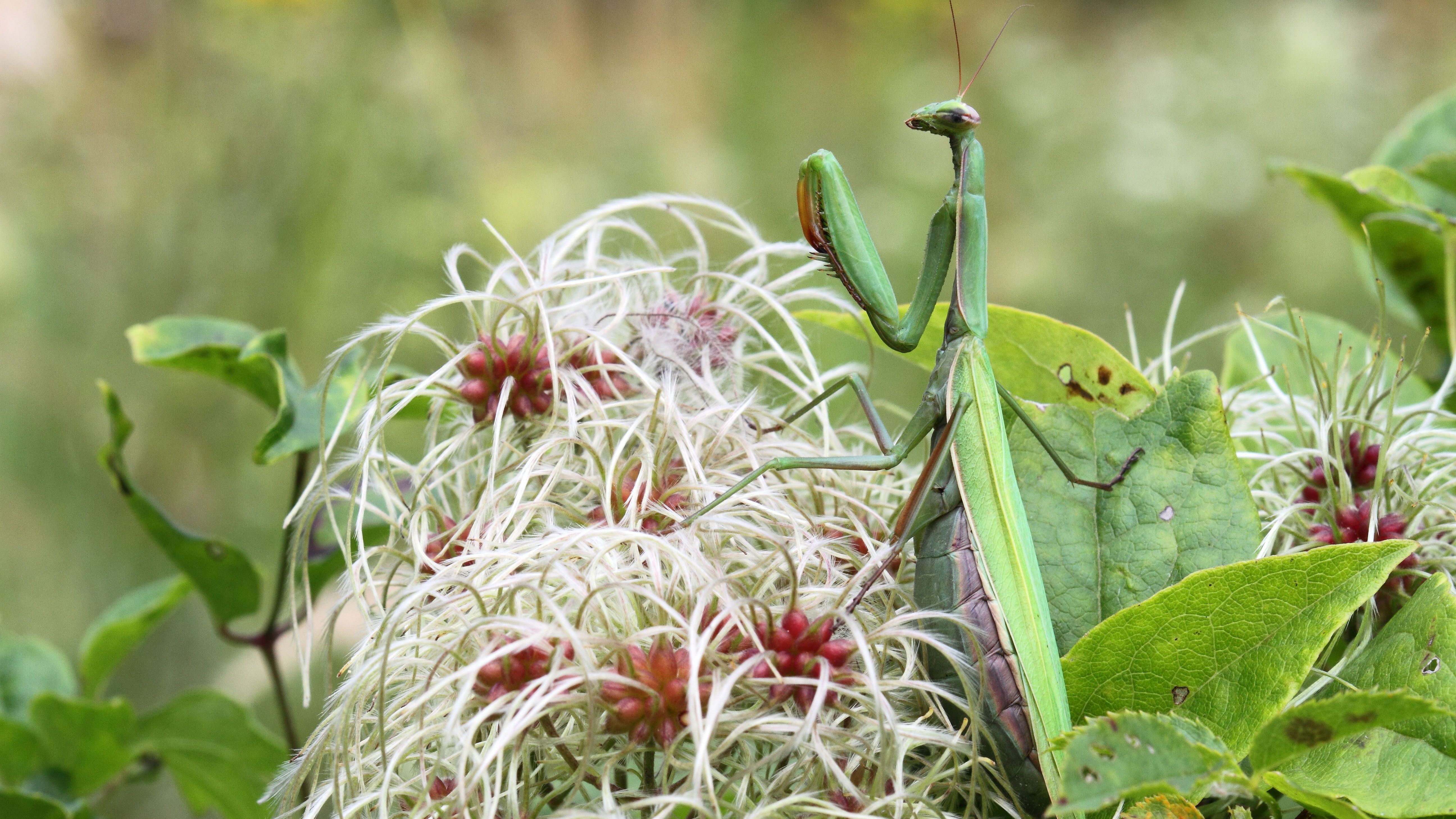 Gottesanbeterinnen in Thüringen