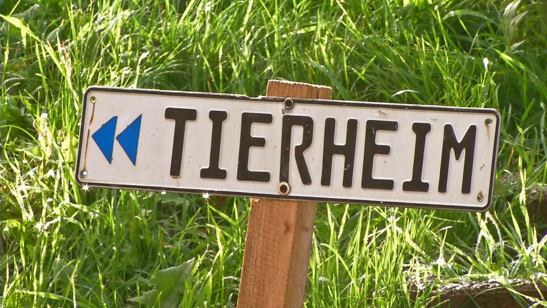 Sommerfest im Jenaer Tierheim