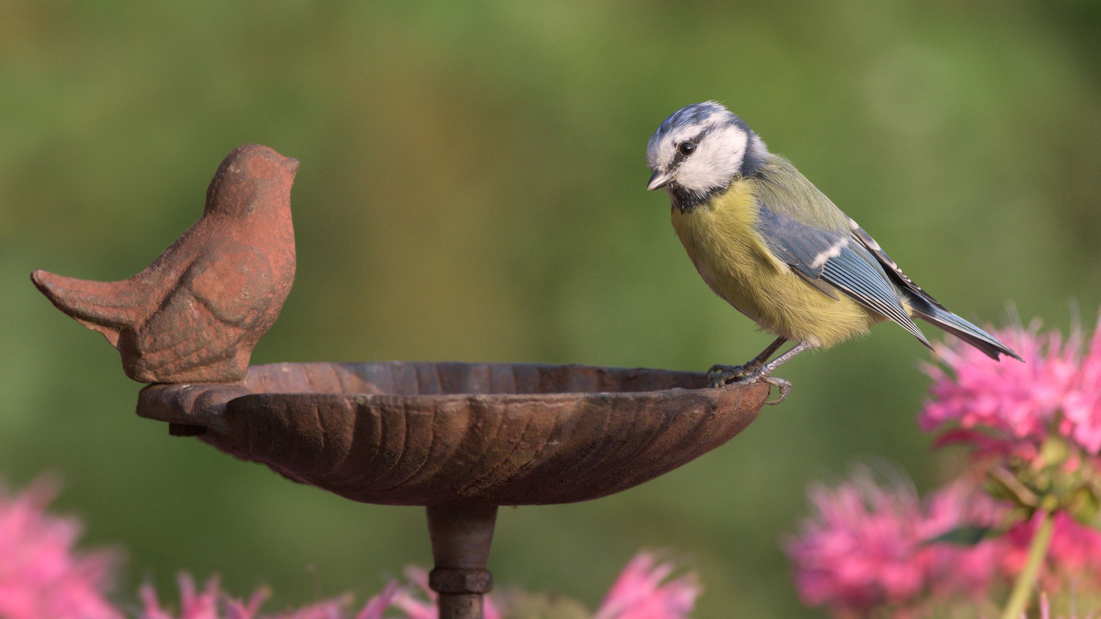 Durstlöscher für Gartenvögel