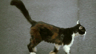 Städtische Kastrationspflicht für Katzen rechtswidrig