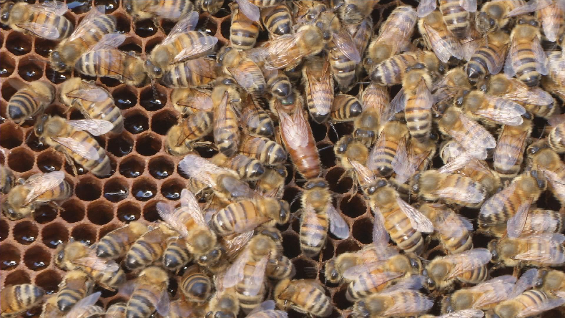 Bienenmarkt auf der Ordensburg Liebstedt