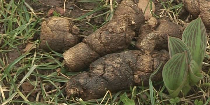 Wieder Hundekottütenspender im Stadtgebiet