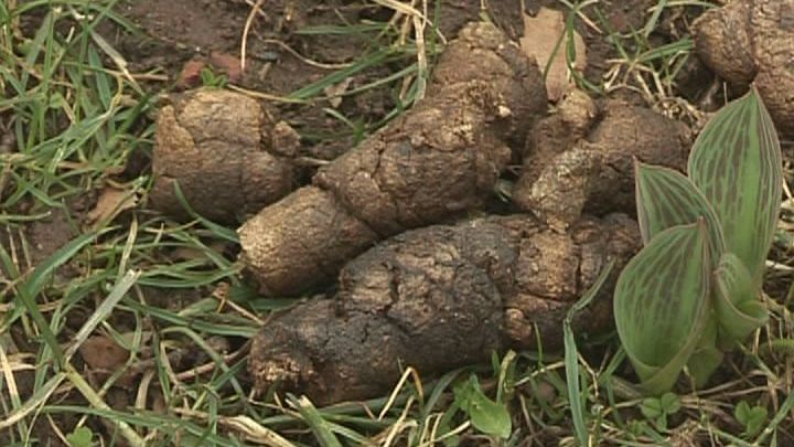 Wieder Hundekottütenspender im Stadtgebiet