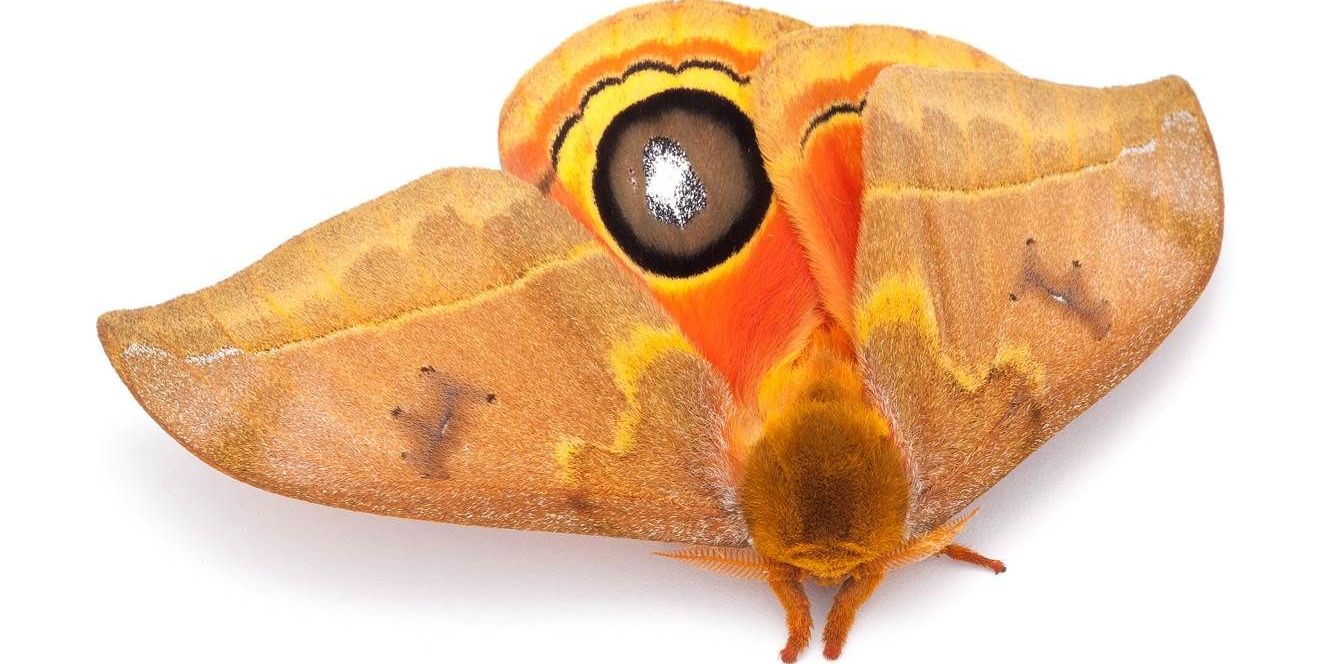 Mondvögel landen im Phyletischen Museum 