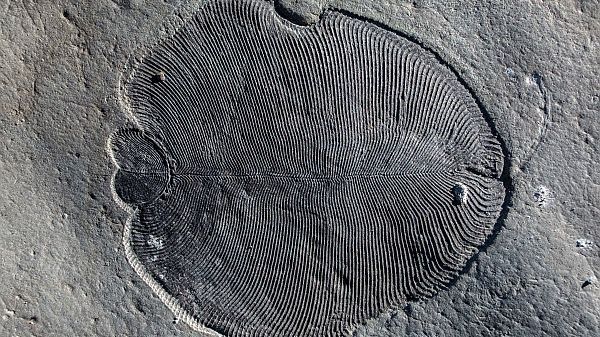 558 Millionen Jahre alte Fossilien identifiziert