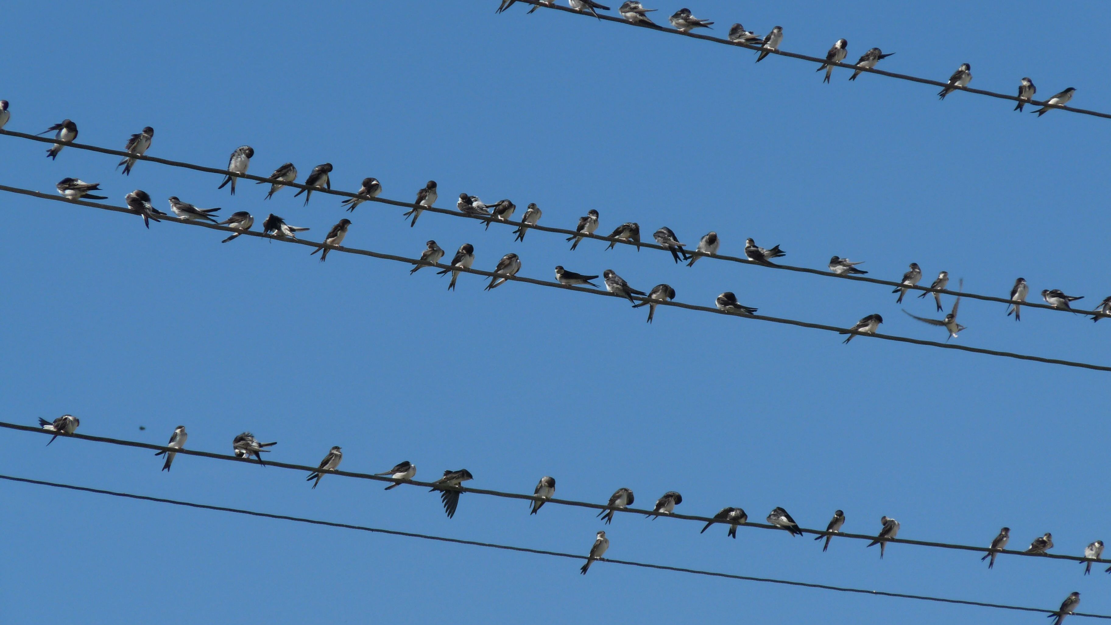 Schwalbensaison 2018: Nicht optimal