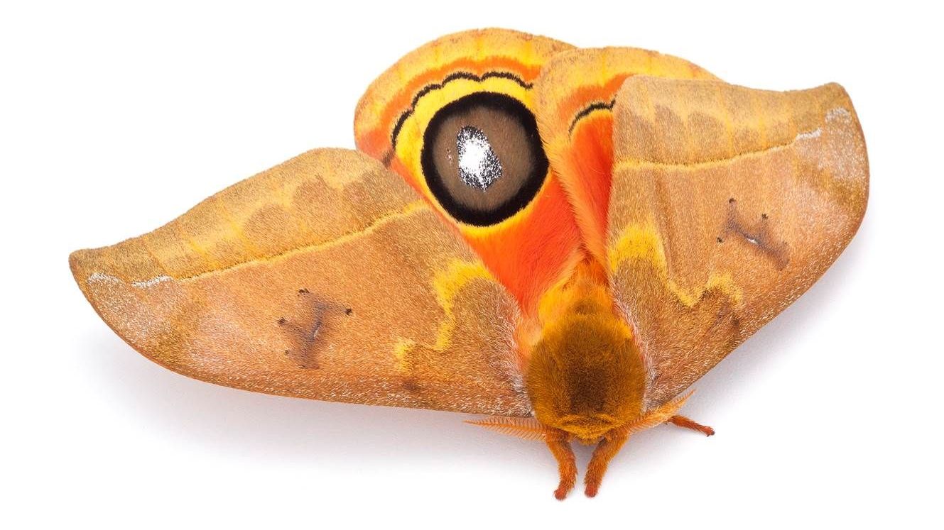 Mondvögel landen im Phyletischen Museum 