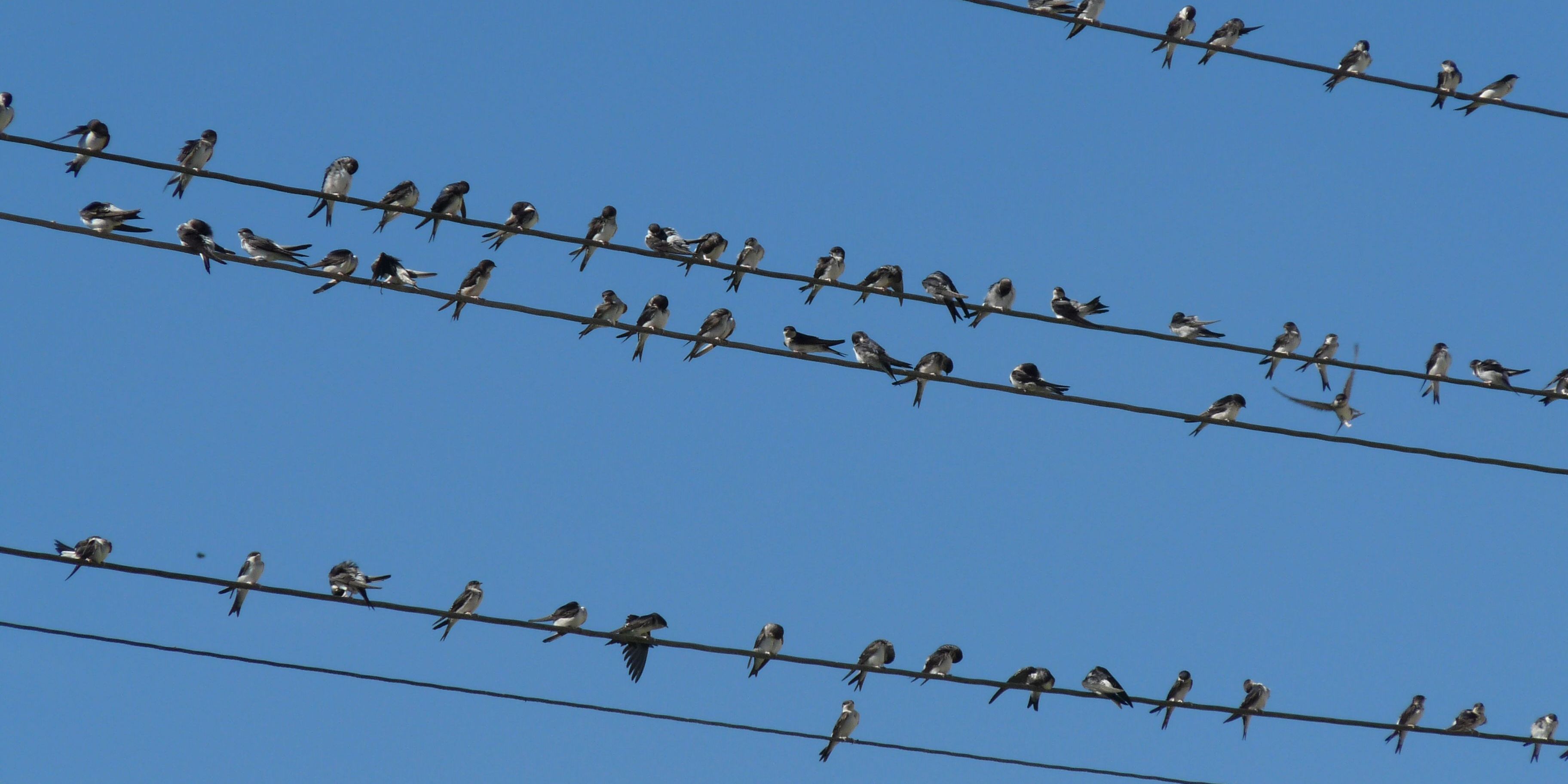 Schwalbensaison 2018: Nicht optimal