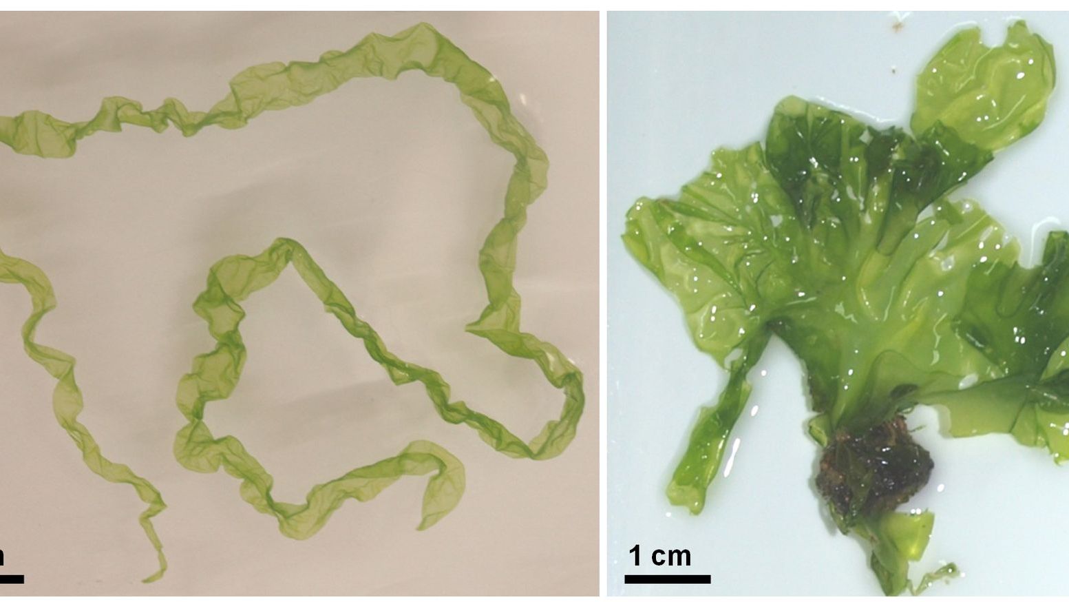 Genom des Meersalats entschlüsselt