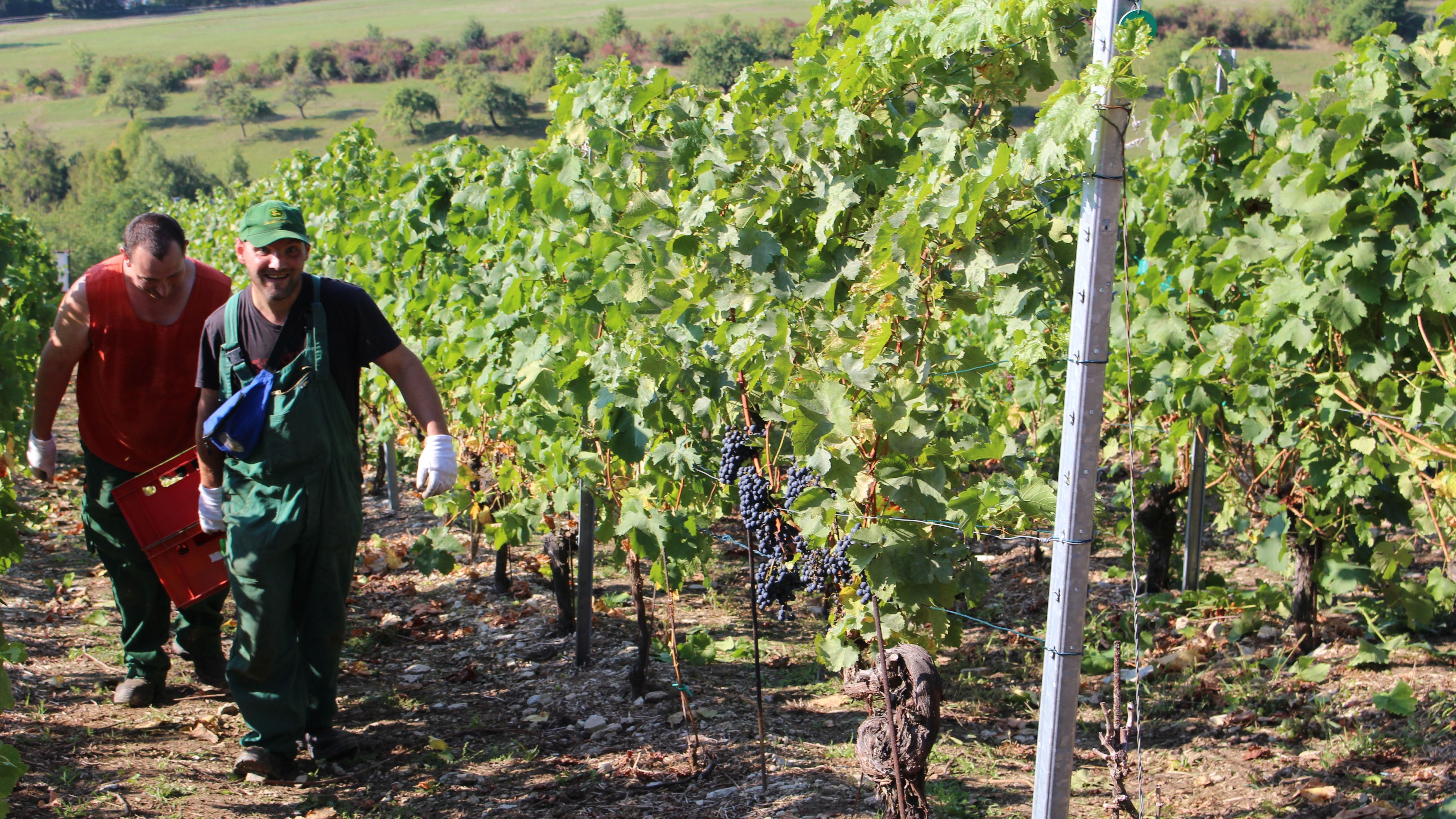 Wein vom Jenaer Käuzchenberg