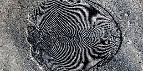 558 Millionen Jahre alte Fossilien identifiziert