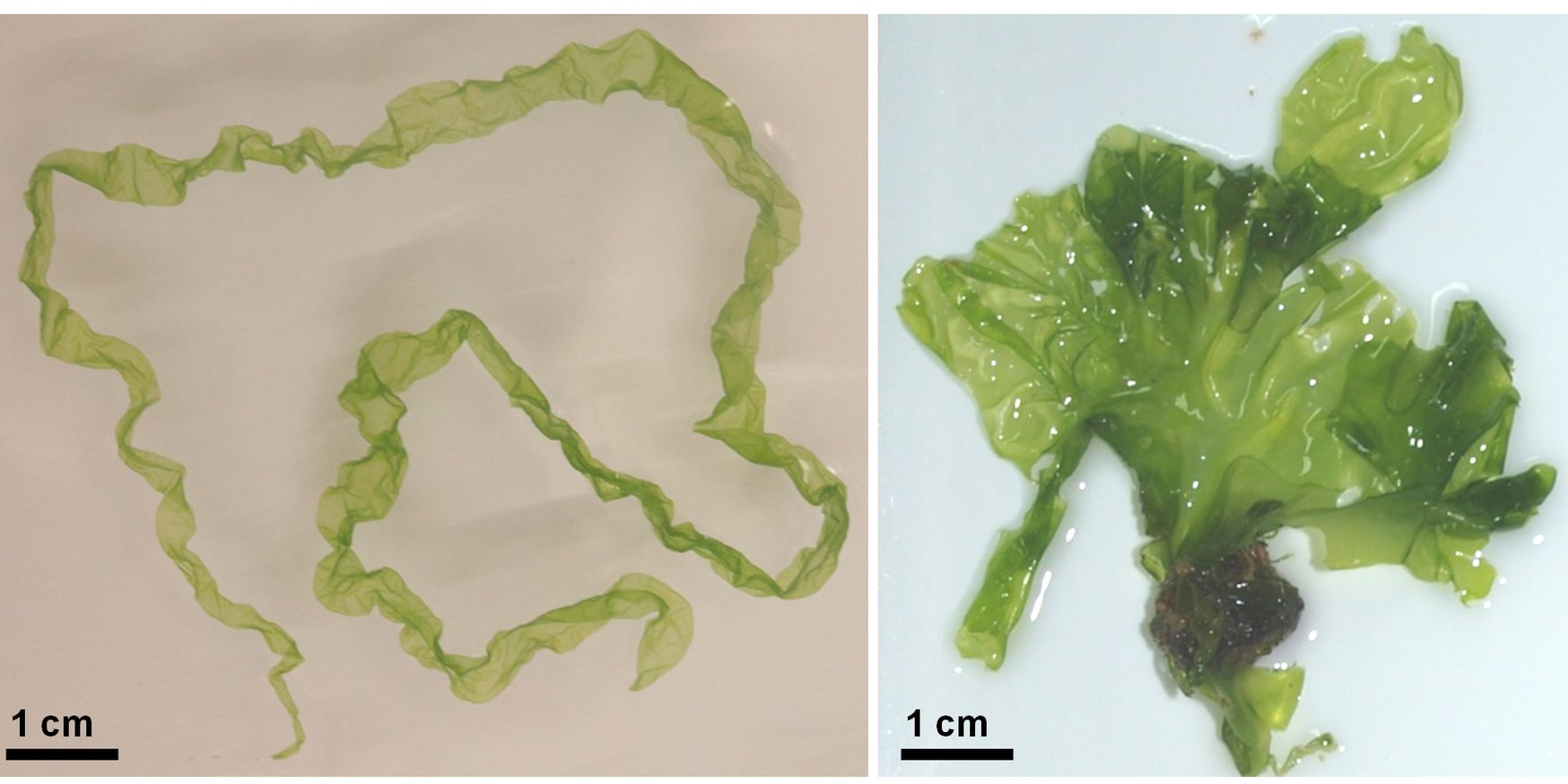 Genom des Meersalats entschlüsselt